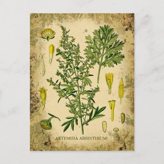 Carte Postale Collage botanique d'Absinthe (Devant)