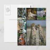 Carte Postale Collage de Big Cat (Devant / Derrière)