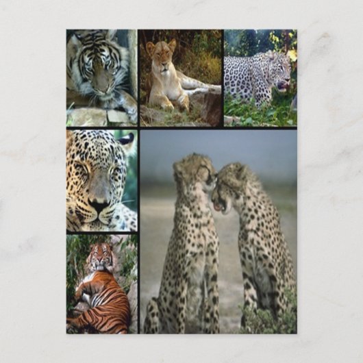 Carte Postale Collage de Big Cat (Devant)