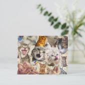 Carte postale collage de chat (Debout devant)