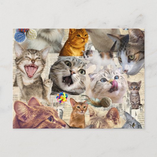 Carte postale collage de chat (Devant)
