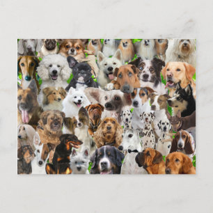 Carte Postale Collage de chiens