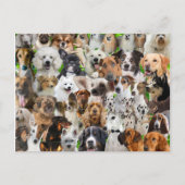 Carte Postale Collage de chiens (Devant)