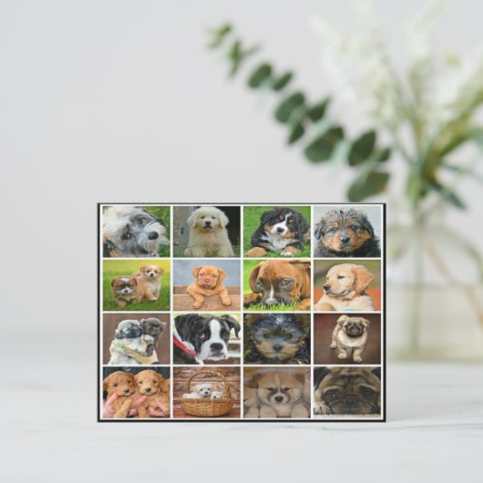 Carte Postale Collage de chiot (Debout devant)