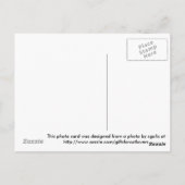 Carte Postale Collage de la fête de Thanksgiving avec un chat et (Dos)