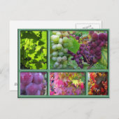 Carte Postale Collage de raisins d'automne (Devant / Derrière)