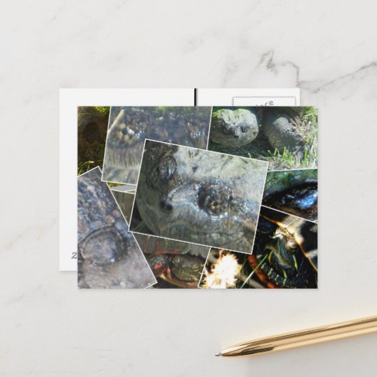 Carte Postale Collage de tortue (Devant/Arrière en situation)