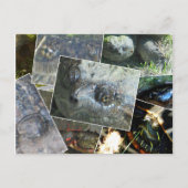 Carte Postale Collage de tortue (Devant)
