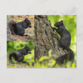 Carte Postale Collage d'écureuil noir (Devant)