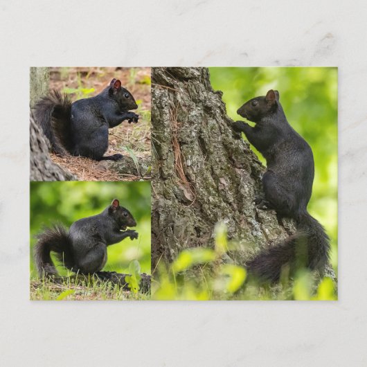 Carte Postale Collage d'écureuil noir (Devant)