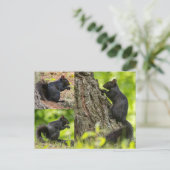 Carte Postale Collage d'écureuil noir (Debout devant)