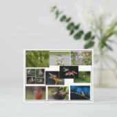 Carte Postale Collage des colibris (Debout devant)