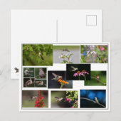 Carte Postale Collage des colibris (Devant / Derrière)