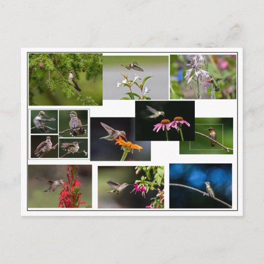 Carte Postale Collage des colibris (Devant)