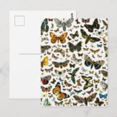 Carte Postale Collage des papillons de nuit et des papillons de  (Devant / Derrière)