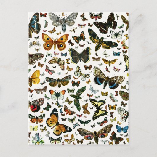 Carte Postale Collage des papillons de nuit et des papillons de  (Devant)