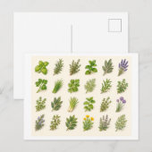Carte Postale Collage d'herbes (Devant / Derrière)