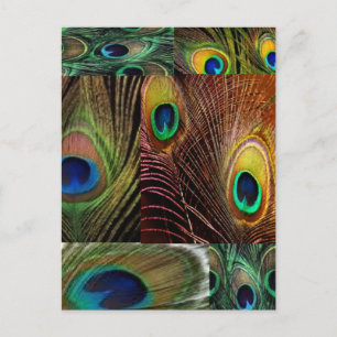 Carte Postale collage en plumes de paon
