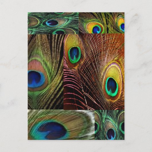 Carte Postale collage en plumes de paon (Devant)