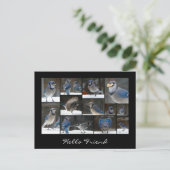 Carte postale Collage Jay bleu (Debout devant)