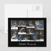 Carte postale Collage Jay bleu (Devant / Derrière)