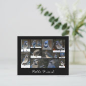 Carte postale Collage Jay bleu (Debout devant)