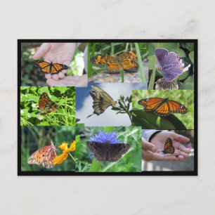 Carte postale Collage papillon