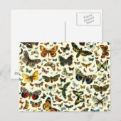 Carte Postale Collage papillon (Devant / Derrière)