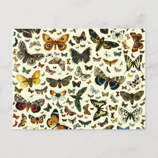 Carte Postale Collage papillon (Devant)