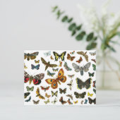 Carte Postale Collage papillon européen (Debout devant)