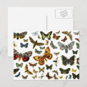 Carte Postale Collage papillon européen (Devant / Derrière)