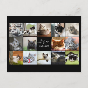 Carte Postale Collage photo de chat