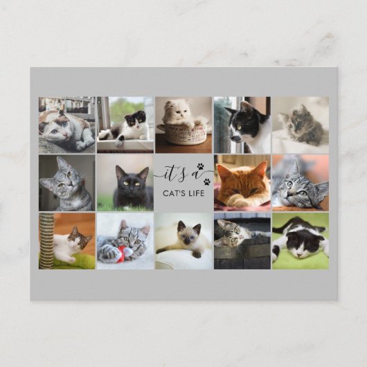 Carte Postale Collage photo de chat avec Empreintes de pattes (Devant)