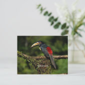 Carte Postale Collard araceri, oiseau tropical (Debout devant)
