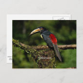 Carte Postale Collard araceri, oiseau tropical (Devant / Derrière)