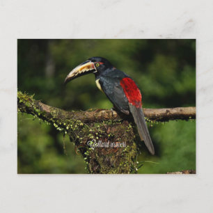 Carte Postale Collard araceri, oiseau tropical
