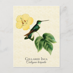 Carte postale Collared Inca Hummingbird Art