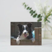 Carte Postale colle de bordure (Debout devant)