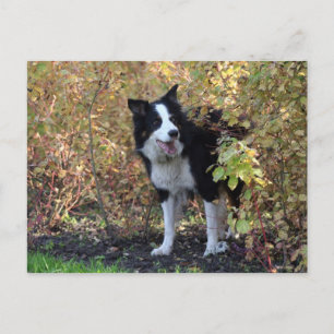 Carte Postale colle de bordure