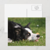 Carte Postale colle de bordure (Devant / Derrière)