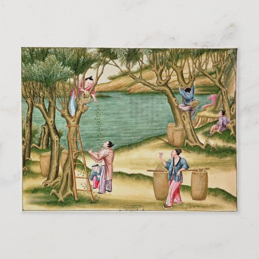 Carte Postale Collecte des mûres (Devant)
