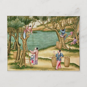 Carte Postale Collecte des mûres