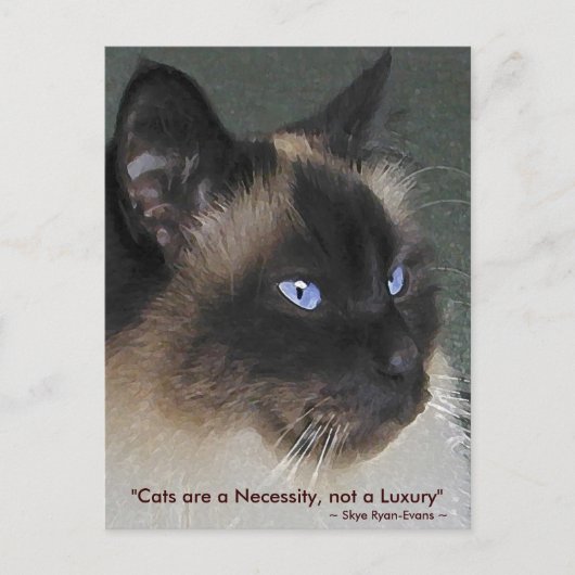 Carte Postale Collection CAT BIRMAN RAGDOLL (Devant)