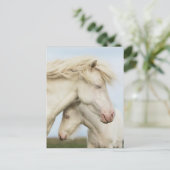 Carte Postale Collection Cheval (Debout devant)