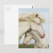 Carte Postale Collection Cheval (Devant / Derrière)