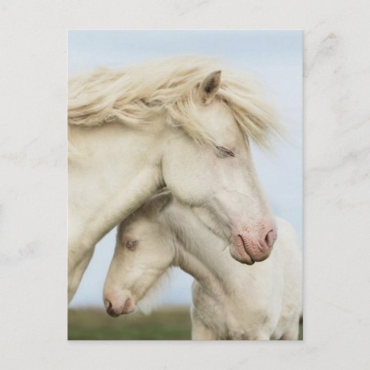 Carte Postale Collection Cheval (Devant)