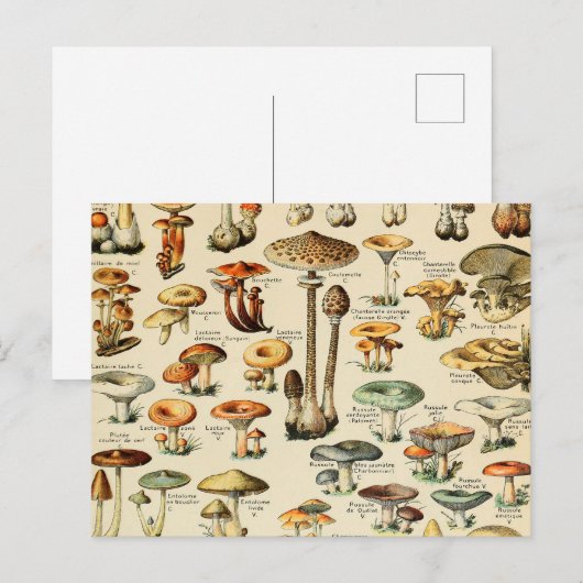 Carte postale Collection de champignons (Devant / Derrière)