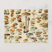 Carte postale Collection de champignons (Devant)