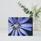 Carte Postale Collection de chicorée (Debout devant)