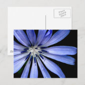 Carte Postale Collection de chicorée (Devant / Derrière)